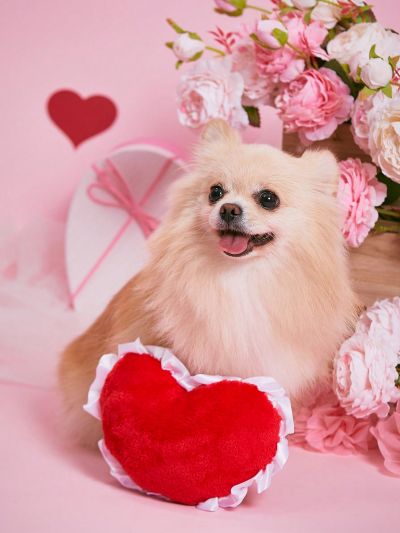 PETSIN Valentine's Day Red Plush Heart Shaped Toy With Lace Edge For Chewing