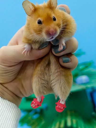 Pet's Crocodile Dress-up Small Slippers, Cute Shoes For Taking Pictures (random Color, 1 Or 2 Pieces)