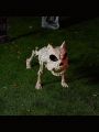 JOYIN 16” Halloween Poseable Puppy Skeleton Pose-N-Stay Plastic Dog Bones for Halloween Indoor Outdoor Decor Spooky Scene Party Favors Decor