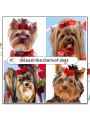 New Arrivals: 10pcs Random Color Elastic Hair Tie Accessories For Dogs And Cats Pet Headwear