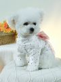 1pc Pet Clothes Dog/cat Apparel Cute Bowknot & Fairy Printed Sweater