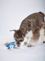PETSIN 1pc Light Blue Rope Design Felt Squeaky Bone Toy For Pets