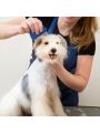 Flea Comb for Cat Dog, Pet Hair Removal Comb