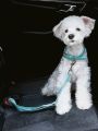 PETSIN Mint Green Pet Car Safety Belt