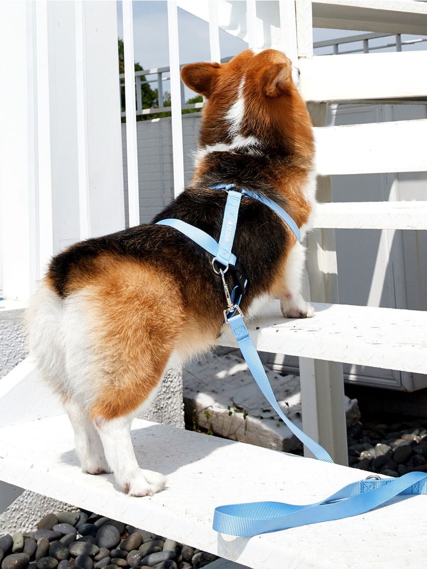 PETSIN Smoky Grey Blue Pet Leash