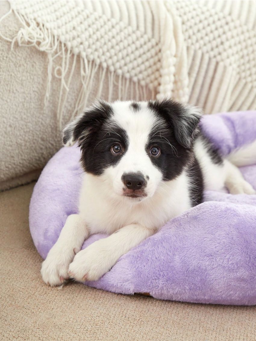 PETSIN Pink Purple Short Plush Soft Bedding Round Bed Mat For Deep Sleep, Washable, Suitable For Cats And Dogs