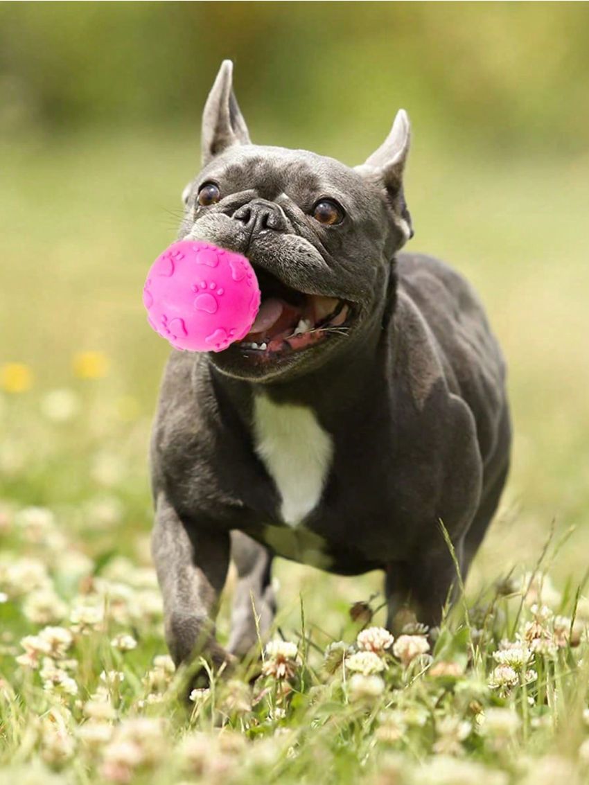 1pc Random Color Pet Bite Sounding Toy With Paw Pattern For Dogs