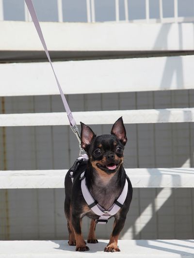 PETSIN Taro Purple Pet Leash