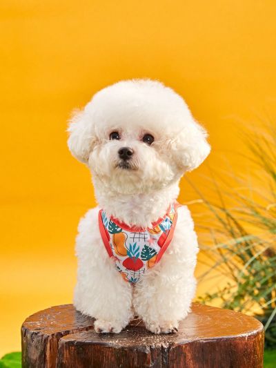 PETSIN 1pc Colorful Fruit Orange Printed Pet Dog Cat Vest