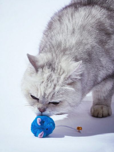 PETSIN Blue Mouse Shaped Cat Toy