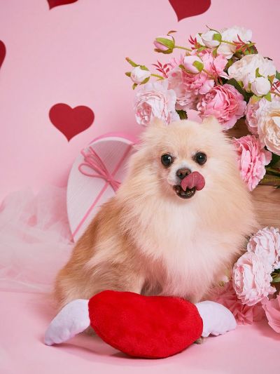 PETSIN Valentine's Day Heart Shaped Wing Plush Toy For Cats And Dogs, Cute Pet Stuffed Toy