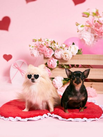 PETSIN Valentine's Day Red Heart Shaped Plush Pet Bed