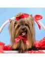New Arrivals: 10pcs Random Color Elastic Hair Tie Accessories For Dogs And Cats Pet Headwear