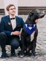 1pc Pet Collar With Fashionable Bandana & Suit Collar, Suitable For Pet Flower Girls & Ring Bearers Wedding Attire
